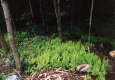 Ferns and Sugar Maples