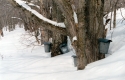 Sugaring Buckets
