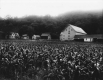 George Williams Farm