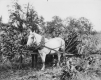 Harvesting