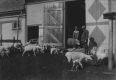 Sheep Shearing at Berlin Corner