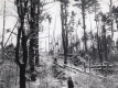Hurricane Damage to Middlebury 