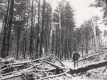 Hurricane Damage to Middlebury 
