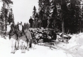 Hauling Timber
