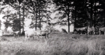 Cows in Field