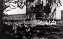Chickens and Coop