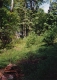 Wooded Area in Hancock