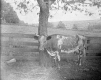 Cow and Wooden Fence