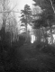 Trees in Woods