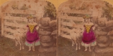 Girl and Sheep