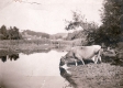 Cow Drinking Water