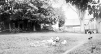 Bickford Farms