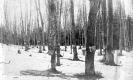 Sugaring on Bickford Farm