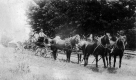Team of Horses