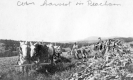 Corn Harvest in Peacham