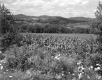 View From Arthur Roy's Farm