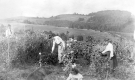 Three Women in a Garden 