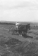 Horse-Drawn Hoe