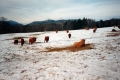 Animals on Hill
