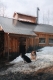 Dogs in Front of Sugaring House