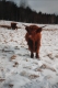 Hairy and Horned Cow in Field