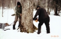Two Men tapping a Sugar Maple Tree