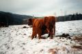 Cow with Young