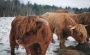 Cows Eating