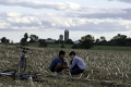 Boys in a Cornfield