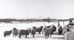 Sanford Witherell's Sheep