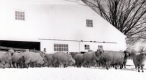 Sheep in Shoreham