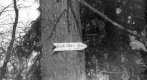 Birch Glen