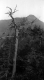Dead Tree