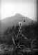 Woman on Dead Trees