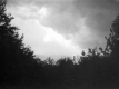 Tree Line