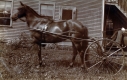 Horse and Buggy