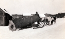 Team of Oxen