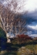 Birch Trees in West Barnet