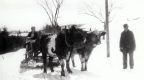 Team of Oxen in Winter