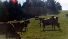 Warden Farm Cows