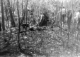 Greenbanks Hollow