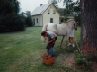Blacksmith and Horses