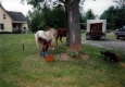 Blacksmith making Horseshoes