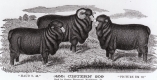 Two Sheep and a Ram