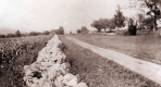 Cornfield and Stonewall