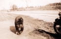 Black Bear