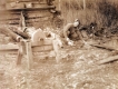 Wood Pile