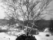 Birch Tree in rock