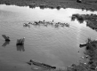 Ducks in a Pond