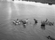 Ducks